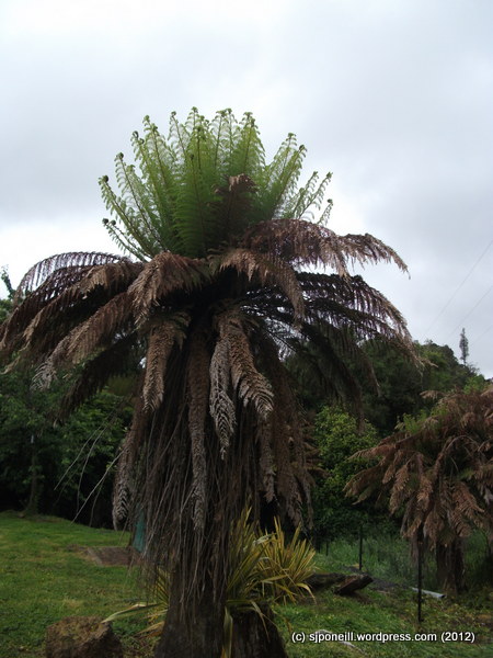 Raurimu Pungas 005