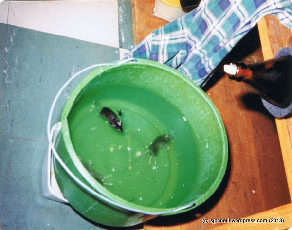 Ingenious mouse trap at Unwin Hut