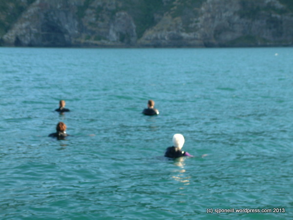 Swimming with Dolphins - Akaroa Harbour 012