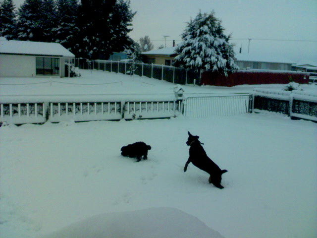 CJ Grey mugshots 054