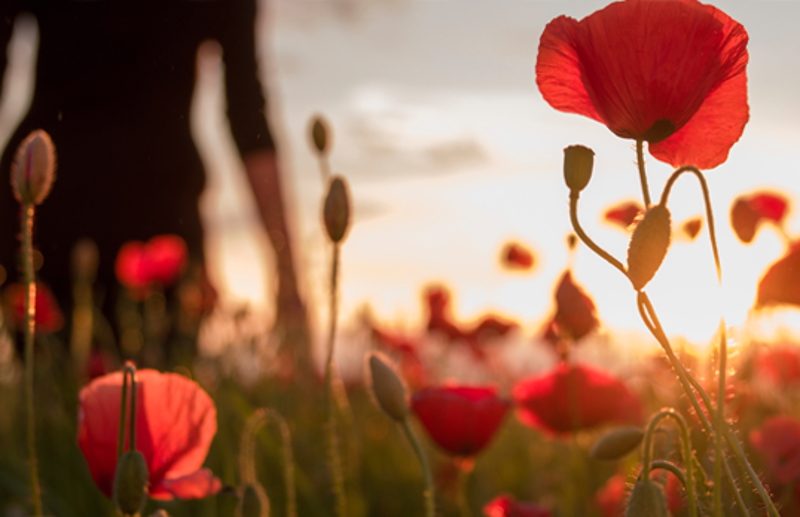 anzac poppy 2016