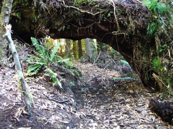 Tupapakurua Falls April 2016-034